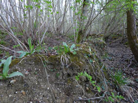 Orchis purpurea